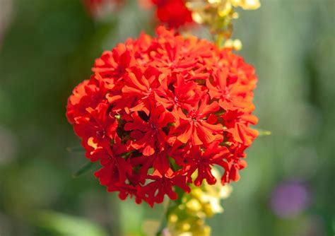 maltese cross flower care.